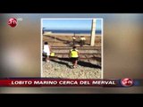 Lobo marino llegó hasta las líneas del Metro de Valparaíso - CHV Noticias
