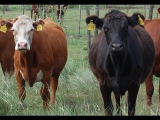 [En la Mira] Los pecados de la carne