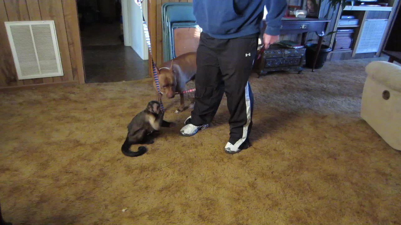 Playful monkey rides pit bull