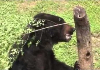 Deceased Brown Bear Oliver's Journey to a Better Life