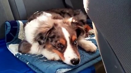 Dog wakes up and barks on the song Let It Go Frozen