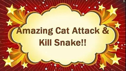 Cat vs Snake - Amazing