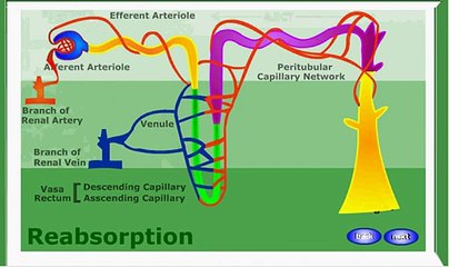 Mechanism of urine formation,