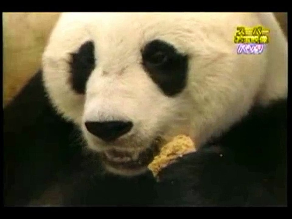 Baby Panda Sneezes