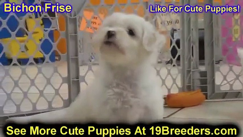 Bichon Frise Puppies For Sale Near Greenville Sc