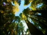 Sequoias gigantes: Evolucion de las plantas