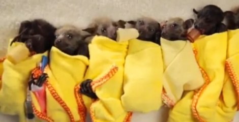 Yavru Yarasalara Bebeği Gibi Bakan Kadın