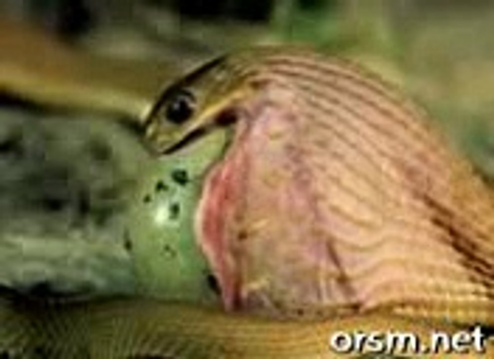 Snake )