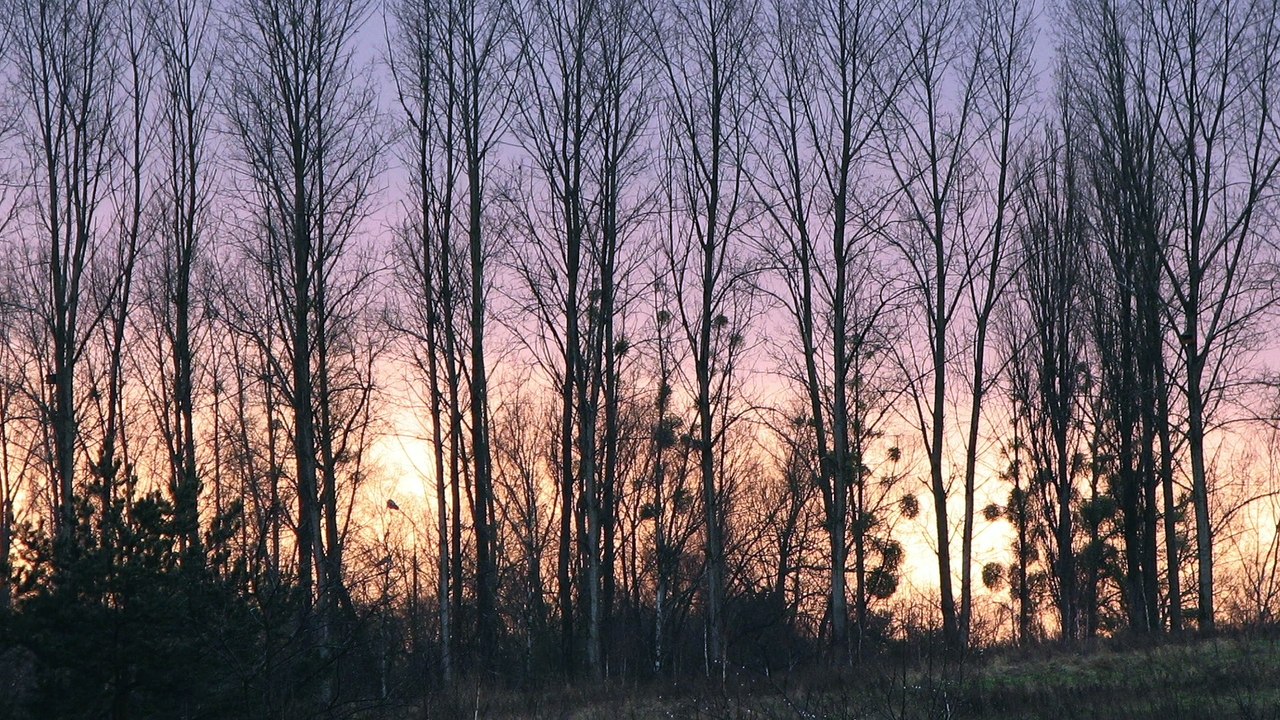 Frédéric Chopin - Prélude in C Minor Op. 28 No 20