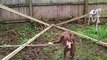 Impressionnant : Un chien tient en équilibre sur un fil
