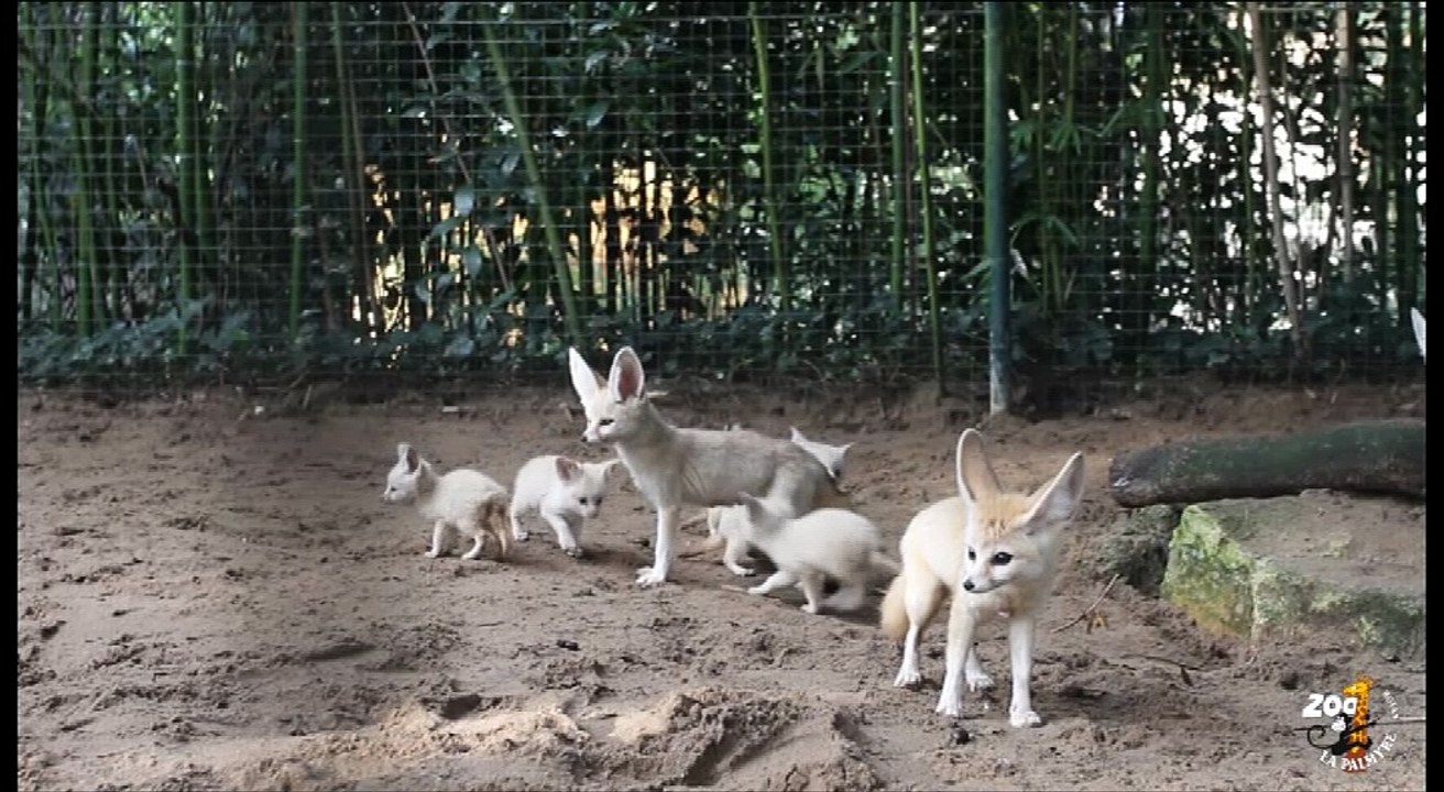 Bébés fennecs nov 2014