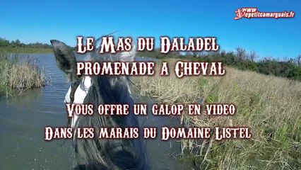 Galop marais mas du daladel Manade Listel