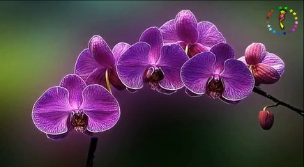 Gitarcı ♫ ♥ ♪ Bu Eylül Akşamında