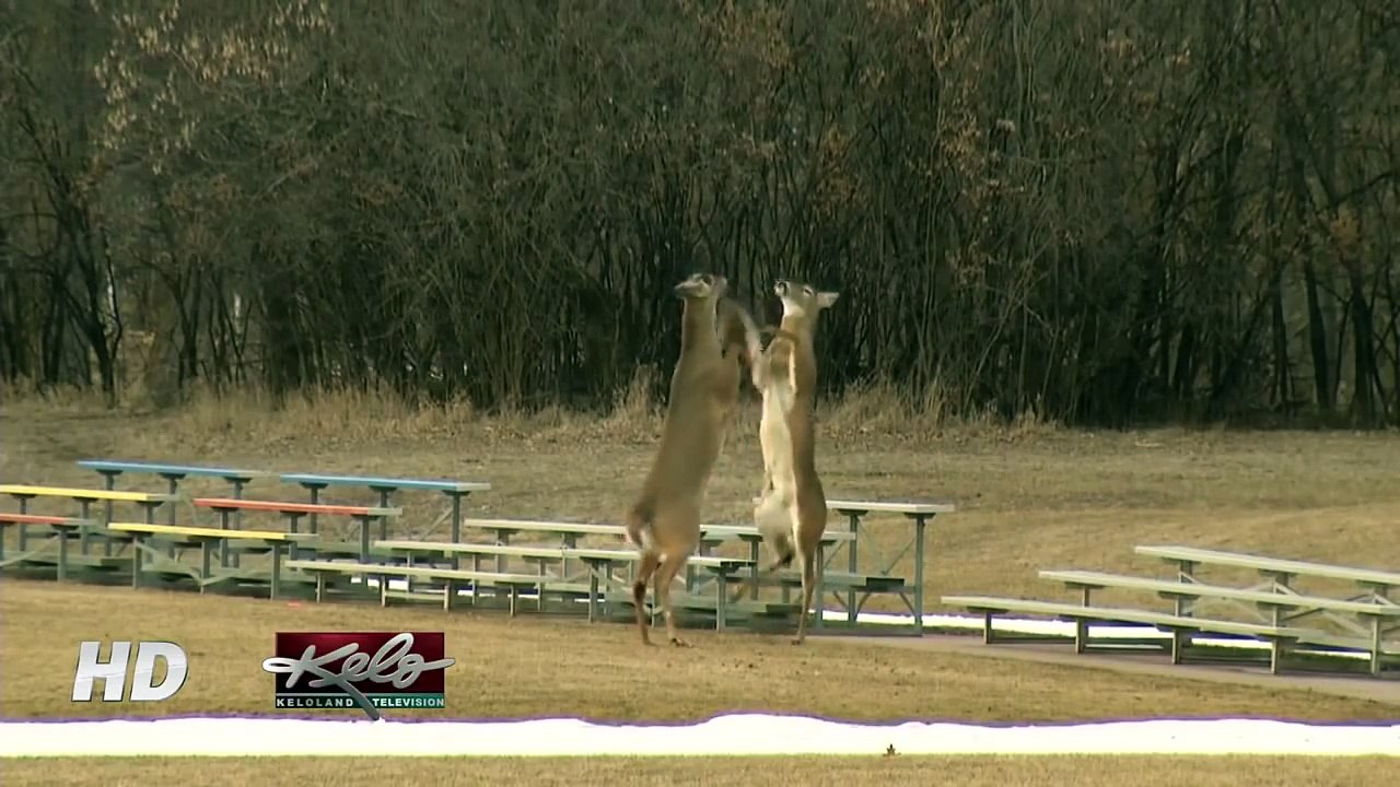 This Awesome Deer Fight