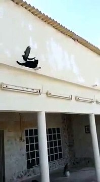 Pigeon outsmarts cat