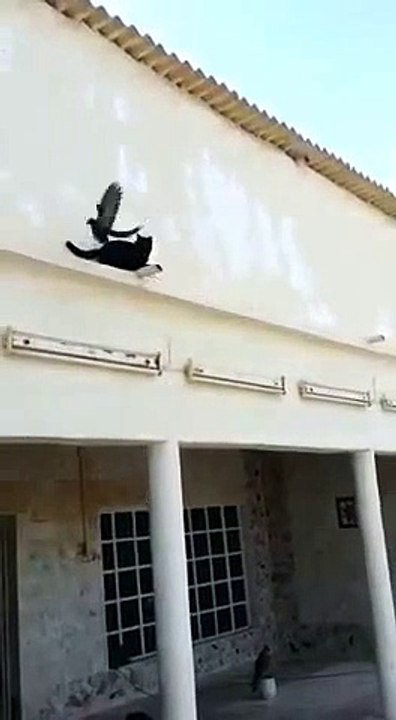 Pigeon outsmarts cat
