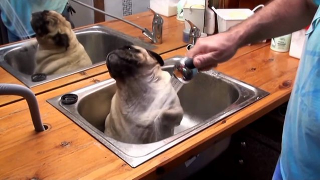 Ce jeune chien adore prendre son bain! Trop mignon le carlin!