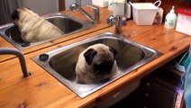 So cute puppy loves Bath Time... Adorable pug!