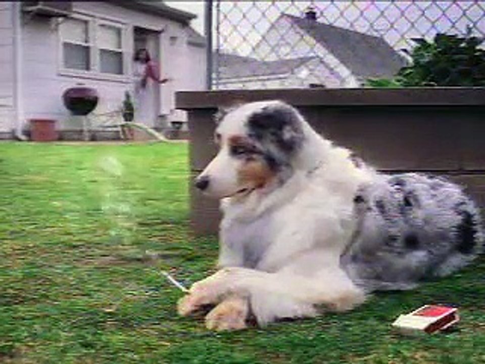 smoking-dog