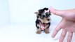 Teacup Yorkie Puppies For Christmas Near Granada Hills
