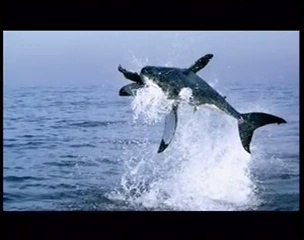 Killer shark jumping Close Up