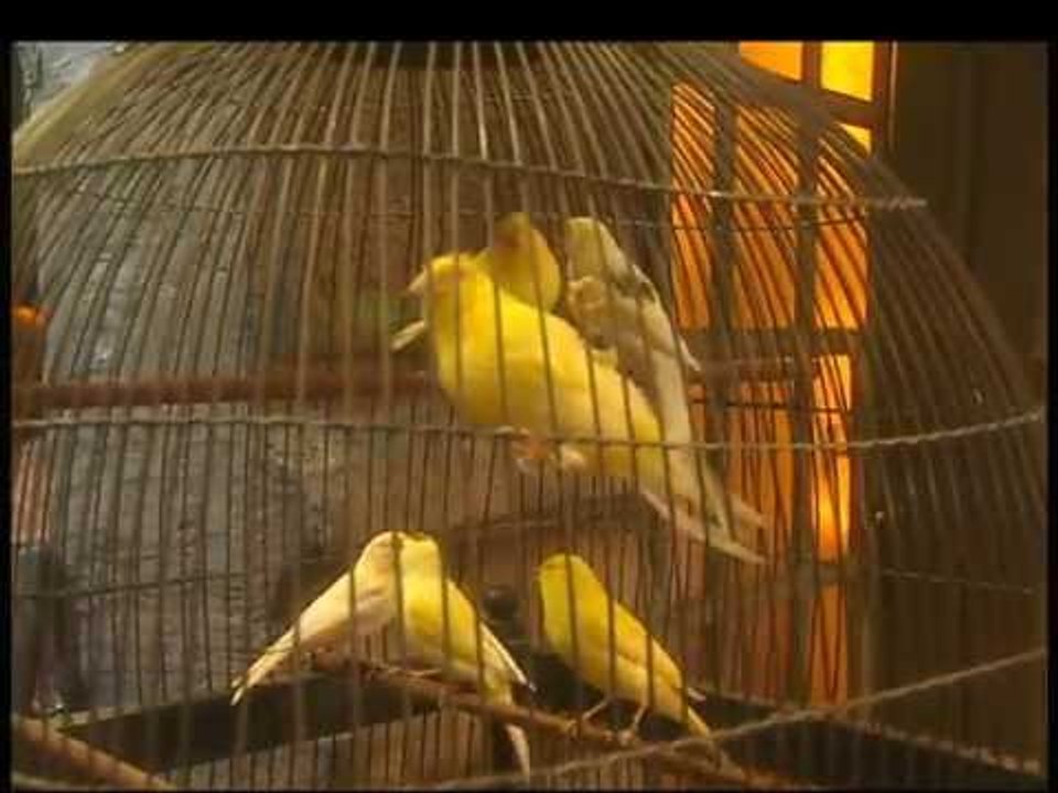 Ζουζούνια - Κελαηδήστε ωραία μου πουλάκια (KARA...
