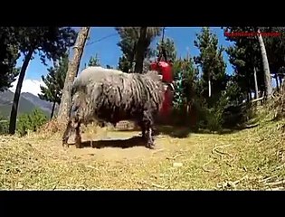 nice exercise with sand bag by sheep.