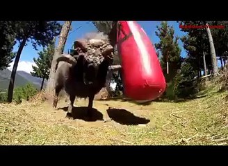 Boxer  Coach And Goat Amazing Boxing
