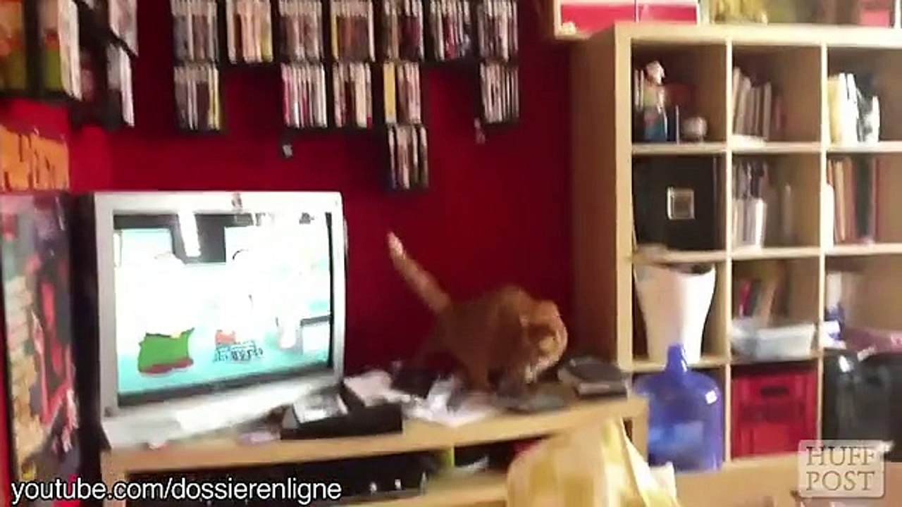 Ces chats qui ne savent pas sauter comme des vrais chats