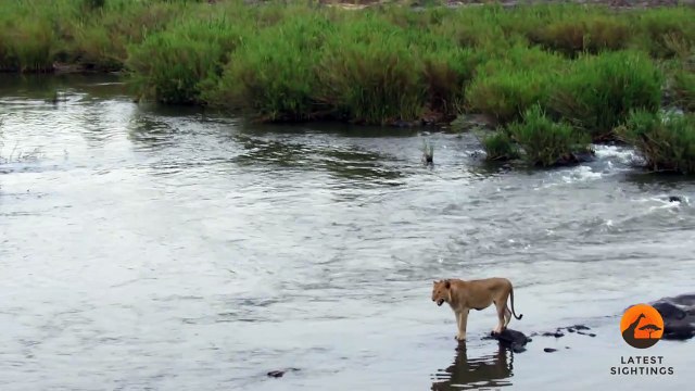 Un crocodile attaque un lion