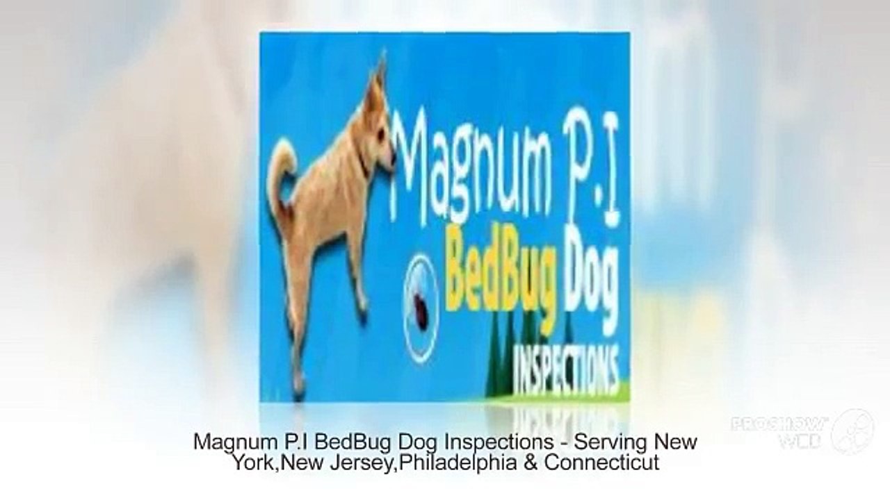 Magnum P.I BedBug Dog Inspections – Serving New York, New Jersey, Philadelphia and Connecticut.