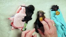 Ecco come mettere a letto i pipistrelli neonati
