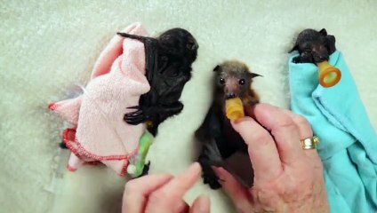 Ecco come mettere a letto i pipistrelli neonati