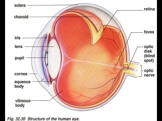 علاقة التشابه بين النموذج التشريحي لكرة العين والنموذج الفلكي للأرض كشيفرة لتفسير ألية عمل ستون هينج في بريطانيا - بالفيديوا للدكتور عماد قيام