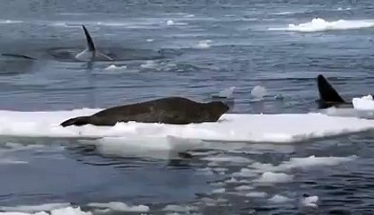 عجیب او حیران کن ویډیو_15