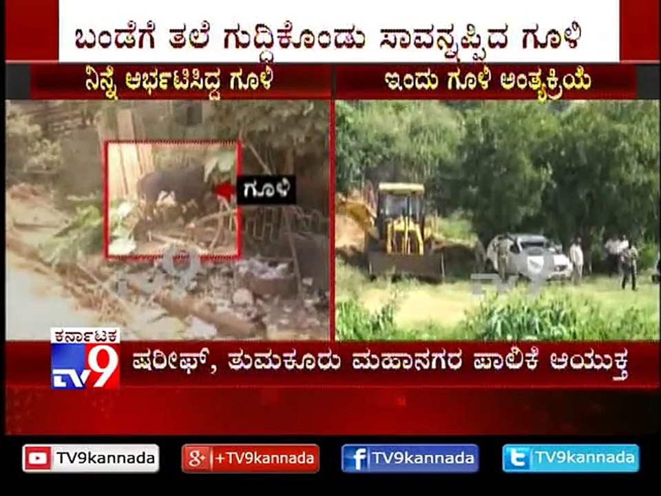 3:41 Bull Which Went Psyched on Tumkur Streets 'Dies'