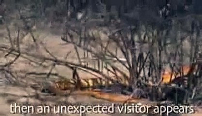 Animal attack Golden King Cobra Vs Mongoose Top animal