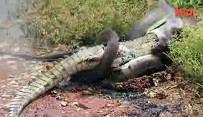 Caught On Camera- Snake Devours Crocodile After 5 Hour Battle