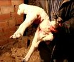 6 bacaklı kuzu şaşırttı