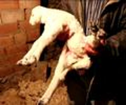 6 bacaklı kuzu şaşırttı