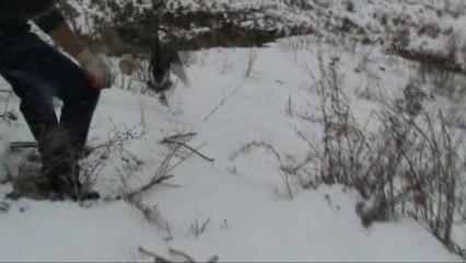 Yorgun Düşen Yaban Kazı, Korumaya Alındı