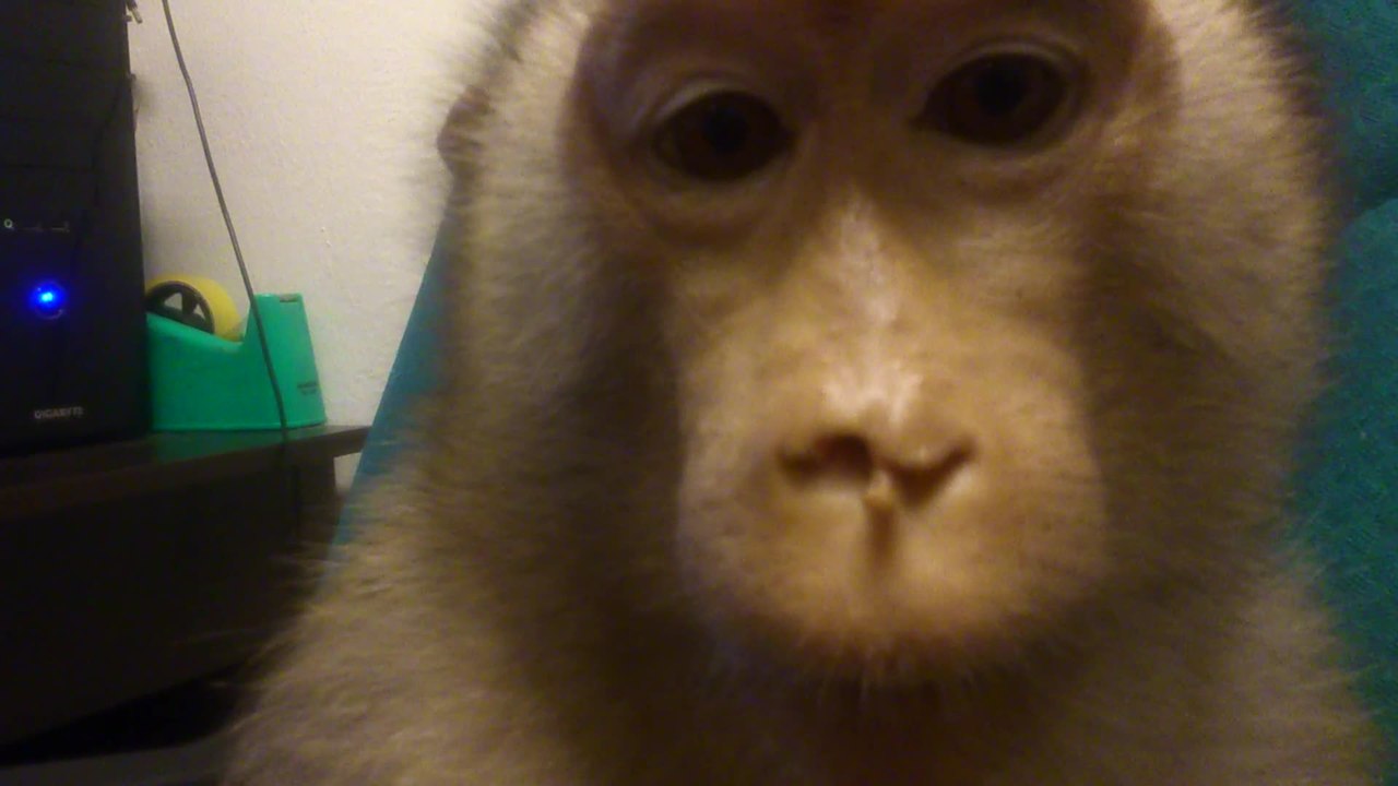 Patient monkey gets her nails cut