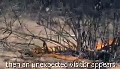 Animal attack Golden King Cobra Vs Mongoose Top ten10@animal