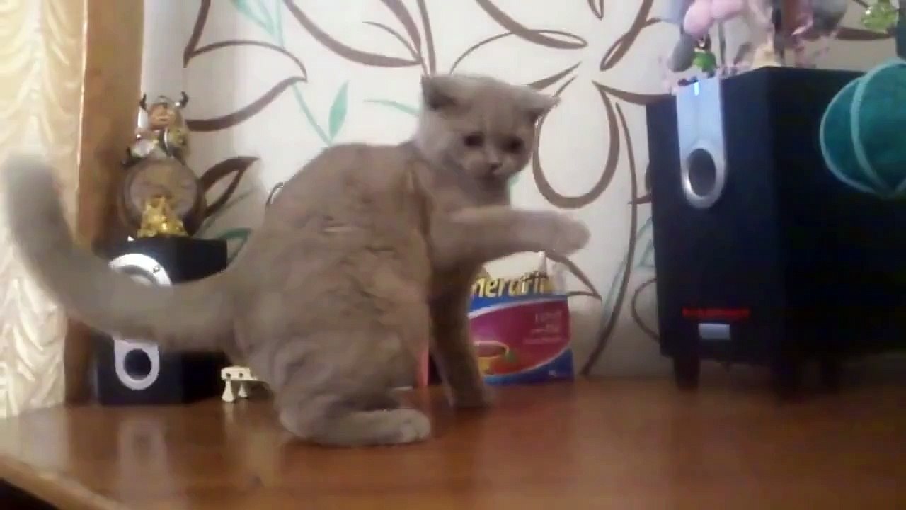 This cat is really feeling that BASS! - The Most Wanted Videos