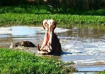 Friendly Hippo Shows Off Huge Mouth