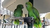 Amazon Parrots Arguing like an old married couple