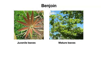 Ameenah Gurib-Fakim - Humble plants that hide surprising secrets