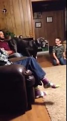 Un dogue allemand a peur d'un chihuahua