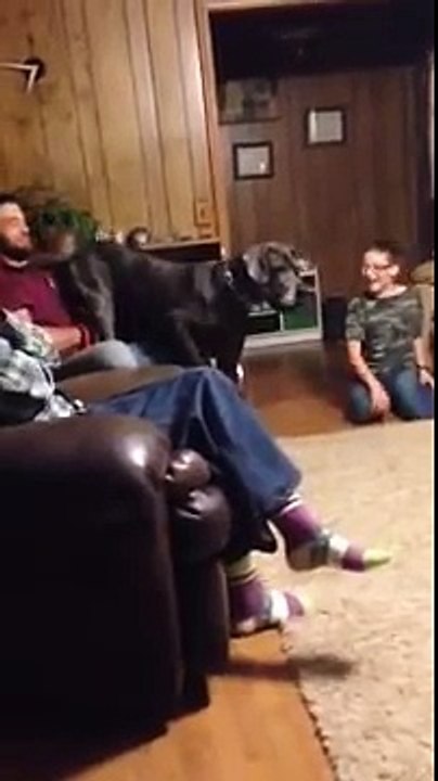 Un dogue allemand a peur d'un chihuahua