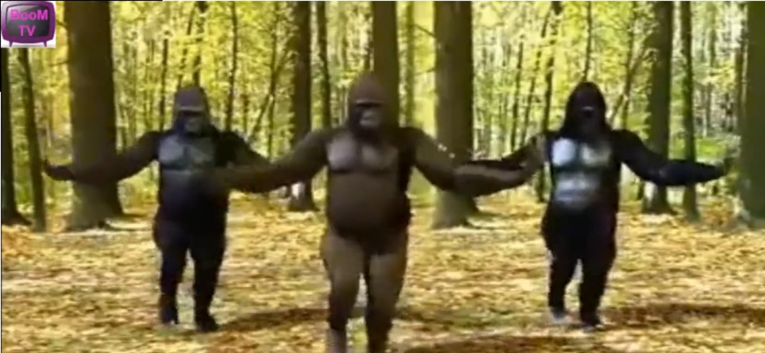 Hot Monkey Dance - Superb